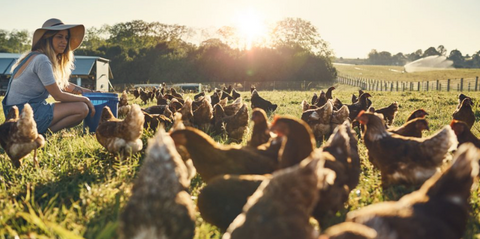 All About Pasture-Raised Chicken